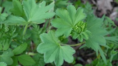 Alchemilla vulgaris. Şifalı bitki. Statik kamera çekim.
