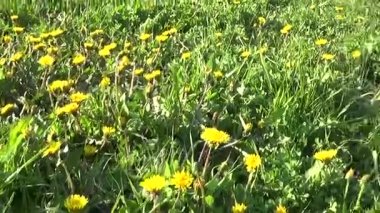 Bahar çayır dandelions ile. Kaldırılan Steadicam öznel kamera hareketi.