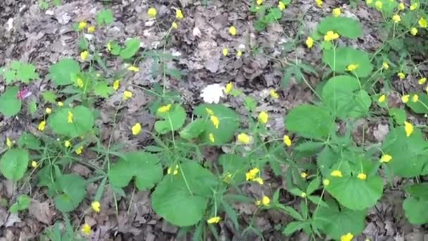 Κίτρινα λουλούδια buttercups στη σκιά στο δάσος της άνοιξης. Γυρίσματα στατική κάμερα. Ελαφρύ άνεμο. — Αρχείο Βίντεο
