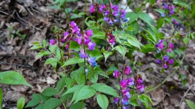 Lathyrus vernus çiçek bahar orman gölgede mor. Statik kamera çekim. Hafif Rüzgar.