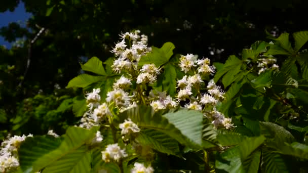Kvetoucí kaštan strom na jaře. Video se začne natáčet s statickou kamerou. — Stock video