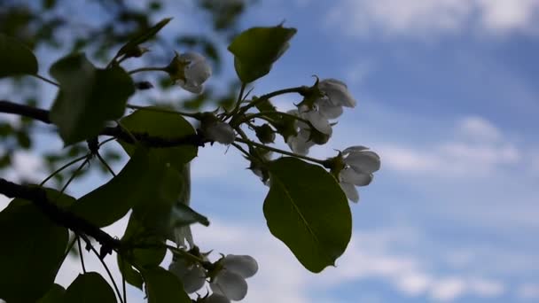 Bilder av vita äppelblom närbild blå himmel bakgrund av våren mjuk bris grenar i rörelse. Statisk kamera skytte. — Stockvideo