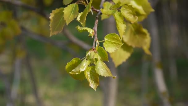 Verse aspen verlaat in voorjaar beven in de wind. — Stockvideo