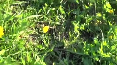 Bahar çayır dandelions ile. Kaldırılan Steadicam öznel kamera hareketi.