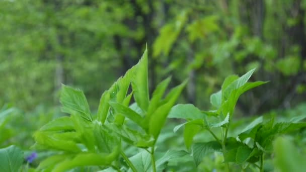 Aegopodium podagraria grass in spring. Medicinal wild plant. Shutting static camera. — Stock Video