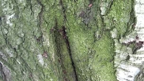 Macro sube al árbol. La cámara se mueve lentamente hacia un árbol. Comienza con la macro toma del tronco . — Vídeo de stock