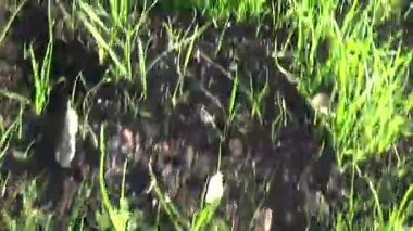 yeşil çim hareket öznel kamera görüntüleri kapatma