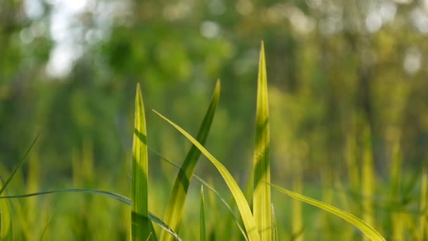 Grünes Gras Makro leuchtet durch die Blätter des Grases schönen Hintergrund Frühling. hd Videomaterial 1920x1080 — Stockvideo