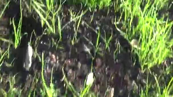 Green grass motion subjective camera shutting footage — Stock Video