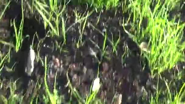vert herbe mouvement subjectif caméra fermeture vidéo 