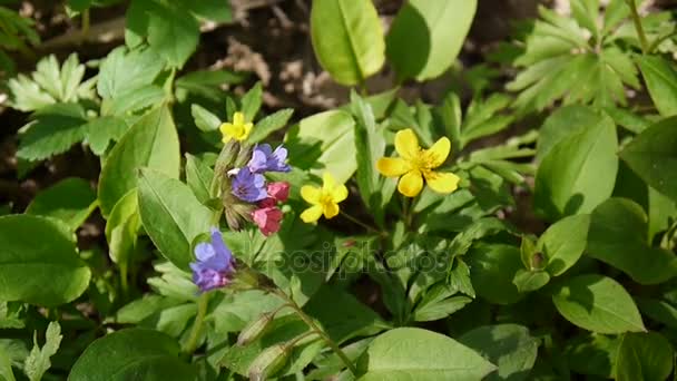 Vídeo closeup de anêmona amarela florescendo na primavera na floresta. Filmagem câmera estática . — Vídeo de Stock