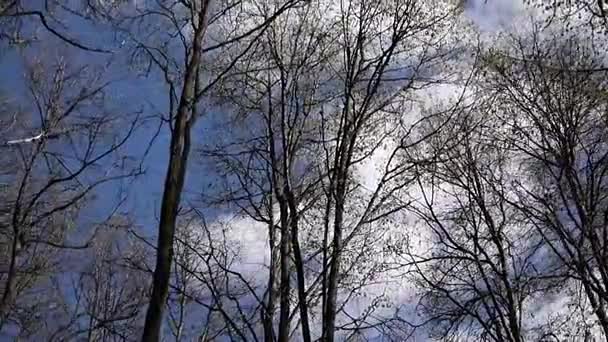 Vento nella foresta. Vista sulle cime degli alberi in primavera da terra — Video Stock