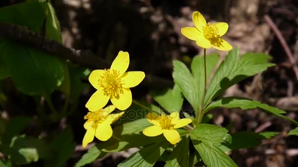 Video primer plano de la floreciente anémona amarilla en la primavera en el bosque. Filmación cámara estática . — Vídeo de stock