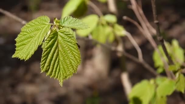 Brunch van van hazelaar boom in het bos-macro. — Stockvideo