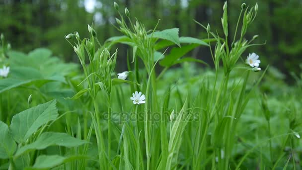 Vilda Stellaria vita blommor svängande på vinden. Våren. — Stockvideo