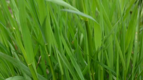 Verde hierba macro sol brilla a través de las hojas de la hierba hermoso fondo primavera — Vídeos de Stock