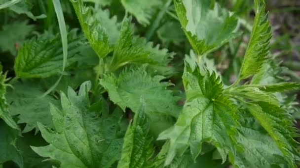 Fresh green nettle in spring wind breeze. Panorama, motion camera. — Stock Video