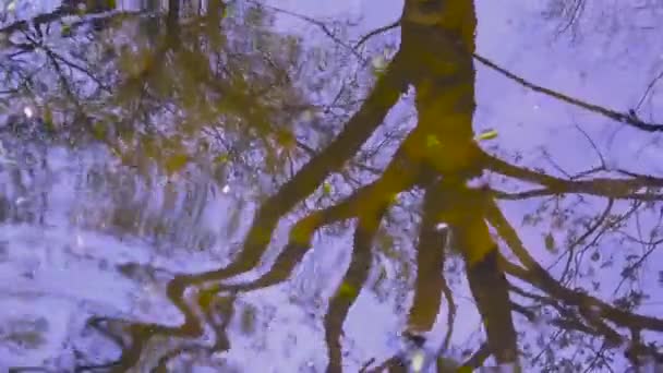 Riflessione degli alberi nell'acqua. Scatto di sfondo nella molla della fotocamera statica . — Video Stock