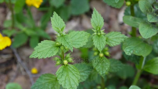 Amarillo Deadortle, Lamium Galeobdolon, en el bosque. Disparos de cerca, cámara estática . — Vídeo de stock