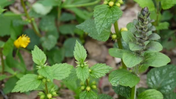 Schöne Blume der Blauen Salvia im Frühling. Verrußung der statischen Kamera aus nächster Nähe. ajuga. Gelbe Brennnessel, lamium galeobdolon, im Wald. — Stockvideo