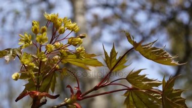 İlkbaharda çiçek açan akçaağaç. Rüzgarda sallanan ağacının güzel genç yeşil dal. Acer platanoides. Statik kamera çekimleri.