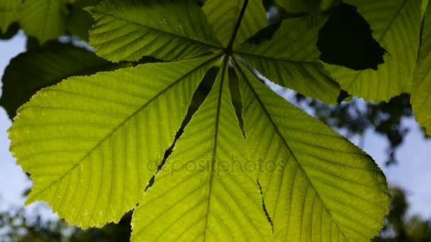 Leaf chestnut tree ordentligt upplyst av solen. Videofilmer hd skytte statisk kamera på våren. Castanea. — Stockvideo