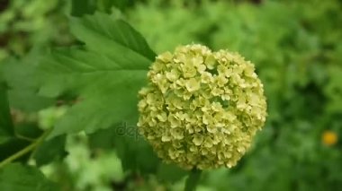 Rüzgar ağacında kartopu çiçeklenme. Video statik kamera. Viburnum opulus