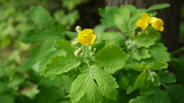 Chelidonium majus. Nadýchané žlutý květ Vlaštovičník na rozostřeného pozadí na jaře. Statická kamera Hd video záznam. — Stock video