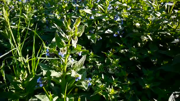 药用植物常见紫草科植物。聚合铁皮石斛野生草地上的花。录像拍摄的静态相机. — 图库视频影像