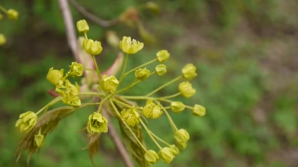 İlkbaharda çiçek açan akçaağaç. Rüzgarda sallanan ağacının güzel genç yeşil dal. Acer platanoides. Statik kamera çekimleri. — Stok video