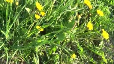 Bahar çayır dandelions ile. Kaldırılan Steadicam öznel kamera hareketi.