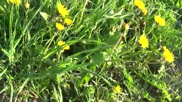 タンポポと春の草原。削除されたステディカム主観的なカメラの動き. — ストック動画