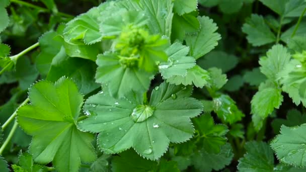 녹색 Alchemilla vulgaris 습기와 공장. 일반적인 레이디스 맨 틀은 유럽에서 초본 다년생 식물입니다. 영상 정적 카메라를 닫습니다. — 비디오