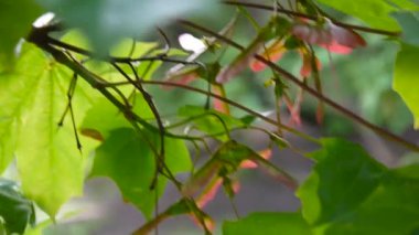 Tohumlar üzerinde rüzgar ile akçaağaç dalı. Acer platanoides. HD video görüntüleri statik kamera çekim..