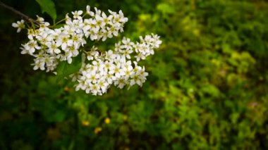 Çiçekli kuş kiraz bahar yakın çekim, dalları Rüzgar. Prunus padus. Video görüntüleri Hd statik kamera çekim..