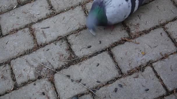鸽鸽 livia 在鹅卵石铺就的人行道上吃瓜子。胶片电影. — 图库视频影像