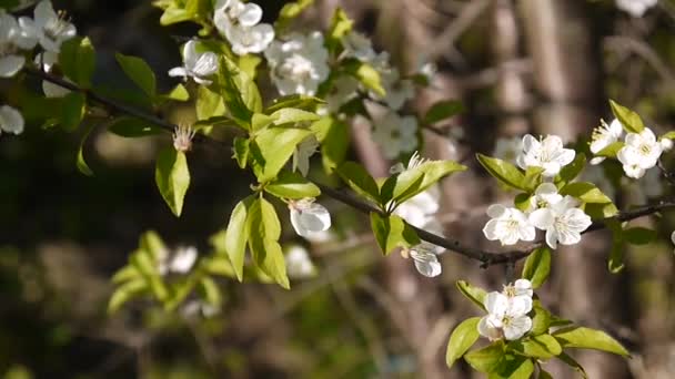 Blossom tree ég cseresznye ág virágzó a szél. Videofelvétel becsukta statikus kamera.