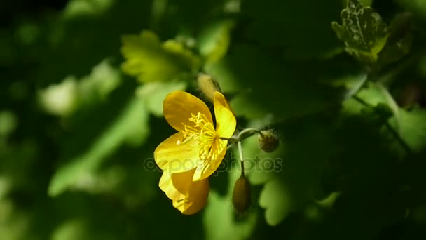 Chelidonium majus. Bolyhos sárga virág vérehulló a tavaszi elmosódott háttér. Videofelvétel Hd statikus kamera. — Stock videók