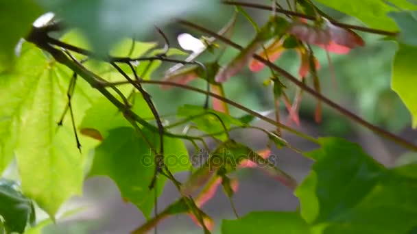 Ramo de bordo com sementes no vento. Acer platanoides. Filmagem de vídeo em HD de câmera estática . — Vídeo de Stock