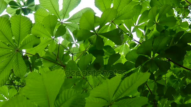 Leafs kastanjeboom grondig verlicht door de zon. Videobeelden hd schieten in het voorjaar van statische camera. Castanea. — Stockvideo