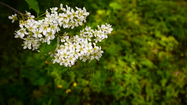 Flor pájaro cerezo primavera primer plano, ramas en el viento. Prunus padus. Video filmación de alta definición de la cámara estática . — Vídeo de stock