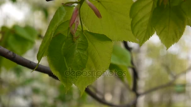 Hojas verdes y frescas Árbol de lima tilo Bosque de fondo natural Tilia en primavera. Cámara estática. 1080 Vídeo Full HD . — Vídeo de stock