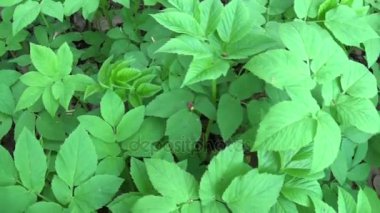 Bahar Aegopodium podagraria çim. Tıbbi yabani bitki. Ot. Canlı panorama, kamera hareketli. Yeşil genç yapraklar.