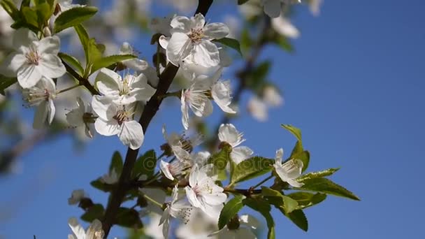 Blossom arbre ciel cerisier branche bleu ciel fond. Prise de vue caméra statique . — Video
