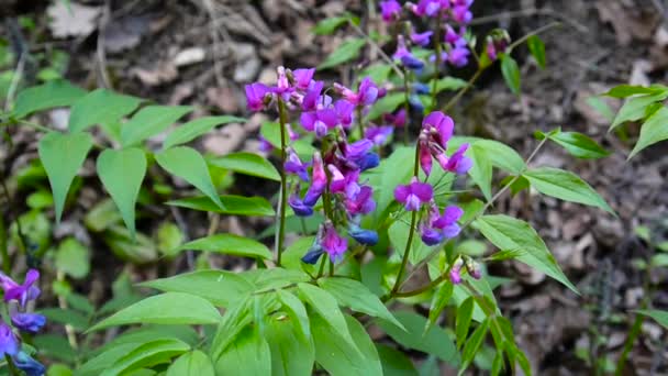 Латирус пурпурна квітка в тіні весняного лісу. Зйомки статичної камери. Легкий вітер . — стокове відео