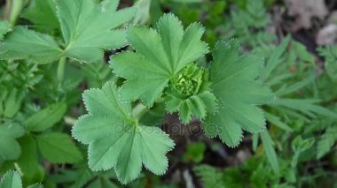 Alchemilla vulgaris. Şifalı bitki. Statik kamera çekim.