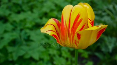 Tarafından rüzgar sallanan bir kırmızı ve Sarı Lale çiçek. Statik kamera Hd ayak. Tulipa.