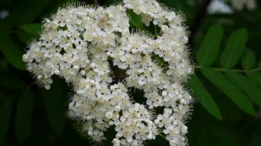 Dağ kül rüzgarda Şubesi çiçeklenme. Sorbus aucuparia. Yakın çekim sabit kamera çekim.