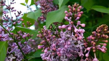 Lila mor çiçekli dal. Syringa vulgaris. Makro çekim sabit kamera. Hafif rüzgarda sallanan.