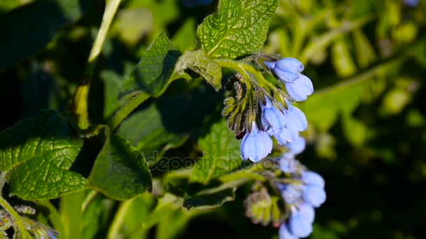 Ιατρική κοινή Comfrey βότανο. Symphytum officinale λουλούδι στο άγριο Λιβάδι. Μήκος σε πόδηα πυροβολισμού στατική κάμερα. — Αρχείο Βίντεο